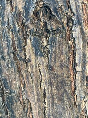 Close-up shot of tree bark showcases the beauty of nature. The image is ideal for adding a touch of natural aesthetics to design projects, evoking a sense of growth, strength, and resilience.
