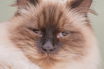 Siberian cat of beige color with brown markings on a green background. Pet, cat.