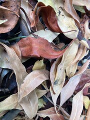 Autumn leaves scattered on the ground, Background group autumn orange leaves.