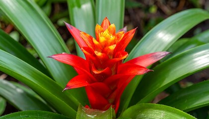 Vibrant red and yellow flower with lush green, elongated leaves