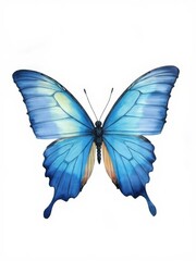 Exquisite Blue Morpho Butterfly Wings - Realistic Watercolor Illustration

Description:
A stunning, highly detailed illustration or digital painting of a vibrant blue butterfly, strongly resembling a 