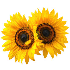 Fototapeta premium Two vibrant sunflowers, facing each other, isolated on black background