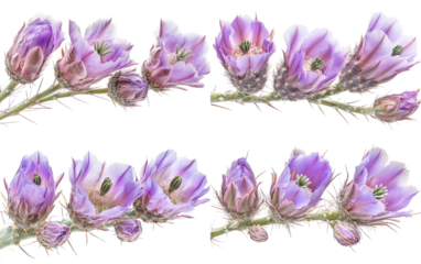 Delicate purple prickly pear cactus flowers bloom on thorny stems isolated on a transparent background
