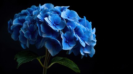   Blue flower on black background with green stem