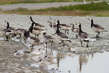 Barnacle geese in Iceland