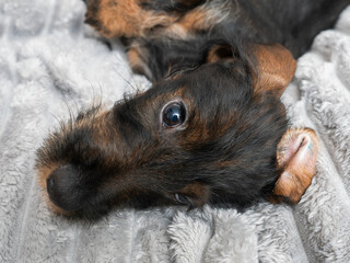 Adorable wire-haired dachshund puppy resting on a soft blanket, looking at the camera with gentle eyes.