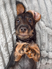 Adorable wire-haired dachshund puppy resting on a soft blanket, looking at the camera with gentle eyes.