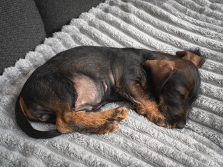 Adorable wire-haired dachshund puppy resting on a soft blanket