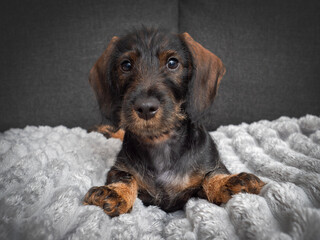 Adorable wire-haired dachshund puppy resting on a soft blanket, looking at the camera with gentle eyes.