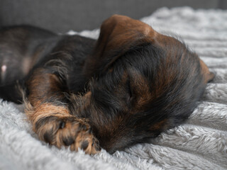 Adorable wire-haired dachshund puppy resting on a soft blanket