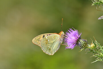 A green-winged butterfly collects pollen from a purple thistle flower. Mediterranean Fritillary, Argynnis pandora.
