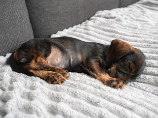 Adorable wire-haired dachshund puppy resting on a soft blanket