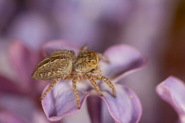 A fuzzy brown jumping spider on the purple leaf of a lilac flower.