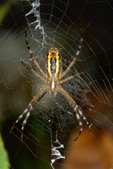 The yellow and black striped European wasp spider (Argiope bruennichi) waits in its circular web (orb-web) with its characteristic silk pattern in the center. Macro wildlife.