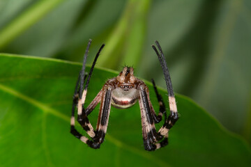 A close-up shot of a Golden Orb-Weaver Spider (Argiope) on a green leaf, with a distinct pattern on its abdomen. A macro wildlife portrait.