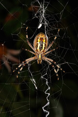 Black-backed Orb-weaver Spider (Argiope)