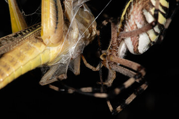 The Golden Orb-Weaver Spider (Argiope) wraps a large yellow grasshopper it caught in its web against a black background. A moment of hunting in the wild.
