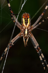The Golden Orb-Weaver Spider (Argiope) hangs in its silk web against a dark background.