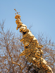 Spruce tree with a lot of cones against a blue sky