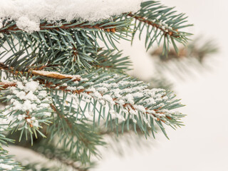 Green fir branches in winter covered with snow. Branches of fir tree as background. Frosty spruce branches. Outdoor with snowy winter nature. Forest landscape
