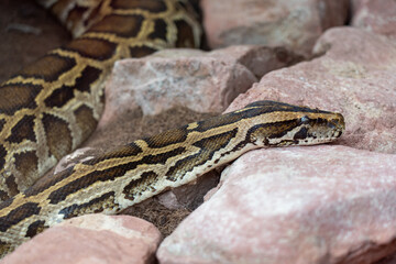 A close-up of a python snake resting on red-brown rocks. Its skin displays a complex, camouflaged pattern, highlighting the reptile's detail and the natural wildlife environment