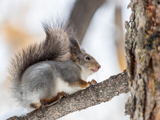 Squirrel sits on a branch in Autumn park