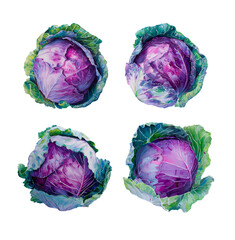 Set of watercolor red cabbages, botanical illustration, isolated on white background