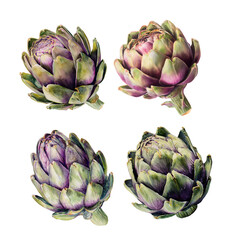 Watercolor artichokes set, botanical illustration, realistic vegetables, isolated on white