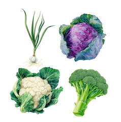 Watercolor cauliflower, artichoke, broccoli, green onion, botanical illustration, isolated on white