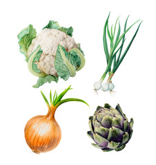 Watercolor cauliflower, onion, green onion, artichoke, botanical illustration, isolated on white