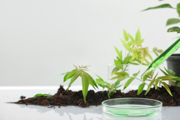 Petri dish of sample with sprouts and soil on table in laboratory