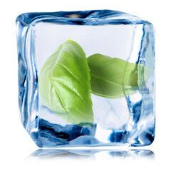 Fresh basil leaves inside ice cube on white background