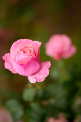 Pink blooming rose closeup with soft background