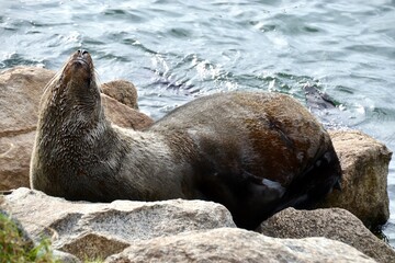Cape fur seal stretching on the rocks