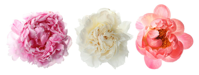 Three peony flowers isolated on white, set © New Africa