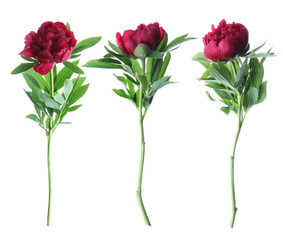 Obraz premium Three peony flowers isolated on white, set