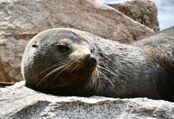 Closeup of Cape Fur seal in Australia
