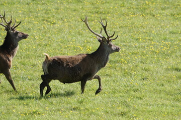 Red Deer (Cervus elaphus) at Corran on Loch Hourn, near Glenelg, Kyle of Lochalsh, Ross-shire, Scotland, UK