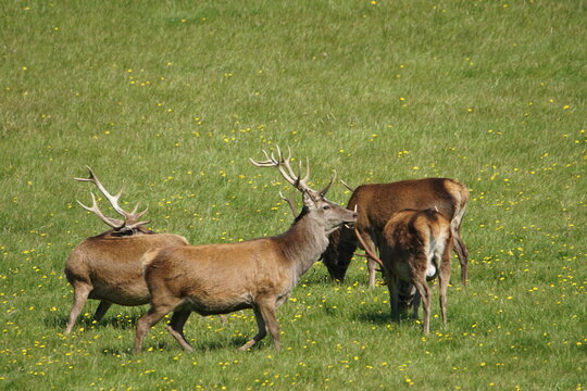 Red Deer (Cervus elaphus) at Corran on Loch Hourn, near Glenelg, Kyle of Lochalsh, Ross-shire, Scotland, UK