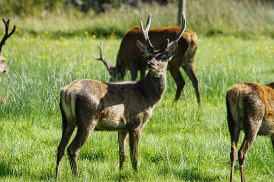 Red Deer (Cervus elaphus) at Corran on Loch Hourn, near Glenelg, Kyle of Lochalsh, Ross-shire, Scotland, UK