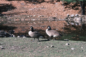 canada goose on the beach, quebec, canada