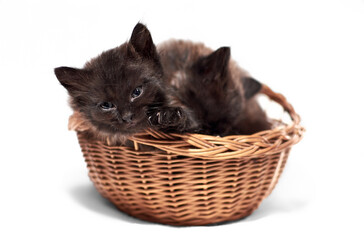A playful black kitten in a woven basket on a white background.