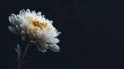   A high-resolution image of a white flower in sharp focus against a dark background