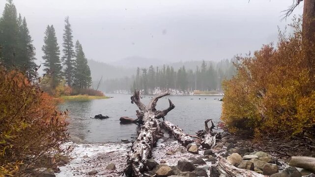 first snow storm at mammoth lakes during the fall colors in Mono County.