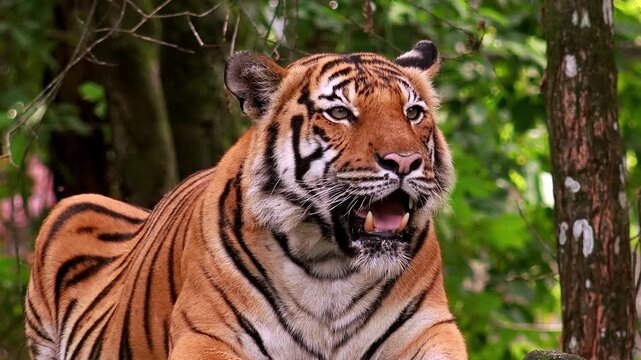 Asian or Bengal tiger lying on ground among tree trunks and thicket of green bushes and looking around. Wild animal resting in jungles. Inhabitant of tropical forest. Front view. Camera stays still.