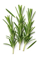 Obraz premium Fresh rosemary sprigs isolated on white background showing natural herbal ingredient concept for organic cooking and aromatic food design 