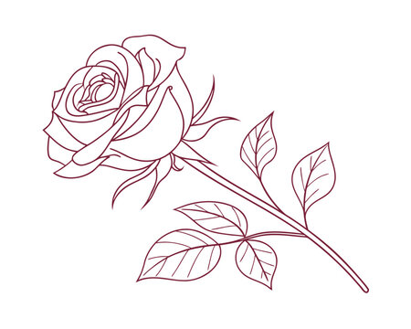 Elegant Rose Outline Illustration Single Red Rose with Stem and Leaves on White Background for Valentines Day Design