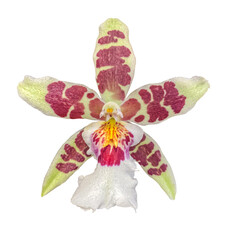 Cambria Orchid with green and violet flower isolated on transparent background with clipping path. Oncidium crocidipterum. Floral design element for cards, invitations, posters.