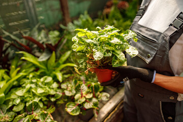 Fototapeta premium A skilled gardener showcases a vibrant potted plant in a lush greenhouse filled with thriving greenery