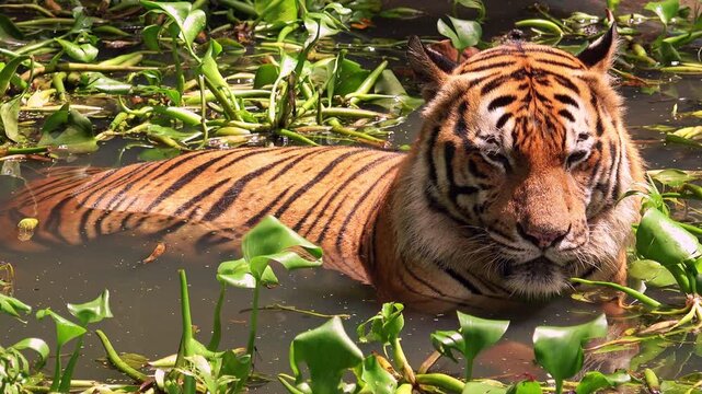 Asian or Bengal tiger lies relaxed in water to keep cool. Wild predator wallows in freshwater pond among floating green plants. Rare animal swimming and bathing. Front view. Camera stays still.